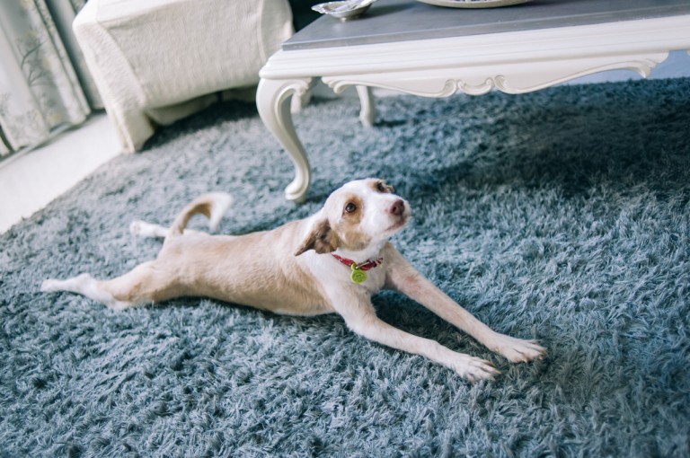 el perro de la novia